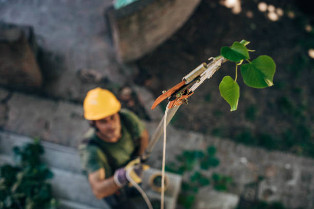 The Steps Involved in Our Tree Care Process in West Easton, PA